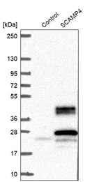 Western blot analysis in control (vector only transfected HEK293T lysate) and SCAMP4 over-expression lysate (Co-expressed with a C-terminal myc-DDK tag (~3.1 kDa) in mammalian HEK293T cells, LY409204).