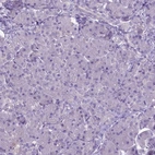 Immunohistochemical staining of human pancreas shows no positivity in exocrine glandular cells as expected.