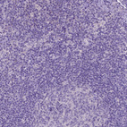 Immunohistochemical staining of human lymph node shows no positivity in non-germinal center cells as expected.