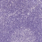 Immunohistochemical staining of human lymph node shows no positivity in non-germinal center cells as expected.