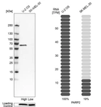 Western blot analysis in human cell line U-2 OS and human cell line SK-MEL-30.