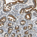 Immunohistochemical staining of human duodenum shows strong cytoplasmic positivity in glandular cells.