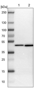 Lane 1: NIH-3T3 cell lysate (Mouse embryonic fibroblast cells)_br/_Lane 2: NBT-II cell lysate (Rat Wistar bladder tumour cells)