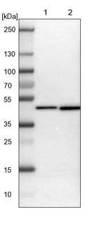 Lane 1: NIH-3T3 cell lysate (Mouse embryonic fibroblast cells)_br/_Lane 2: NBT-II cell lysate (Rat Wistar bladder tumour cells)