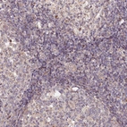 Immunohistochemical staining of human lymphoid tissues shows negative to very weak cytoplasmic positivity in non-germinal center cells.