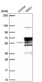 Western blot analysis in control (vector only transfected HEK293T lysate) and MNS1 over-expression lysate (Co-expressed with a C-terminal myc-DDK tag (~3.1 kDa) in mammalian HEK293T cells, LY413117).