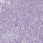 Immunohistochemical staining of human pancreas shows no positivity in exocrine glandular cells as expected.