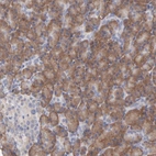Immunohistochemical staining of human pancreas shows strong cytoplasmic positivity in exocrine glandular cells.