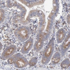 Immunohistochemical staining of human small intestine shows strong cytoplasmic positivity in glandular cells.