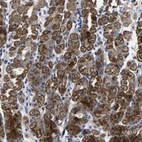 Immunohistochemical staining of human stomach shows strong cytoplasmic positivity in glandular cells.