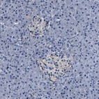 Immunohistochemical staining of human pancreas shows weak cytoplasmic positivity in islets of Langerhans.