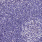 Immunohistochemical staining of human lymphoid tissues shows no positivity in non-germinal center cells as expected.