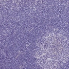 Immunohistochemical staining of human lymphoid tissues shows no positivity in non-germinal center cells as expected.