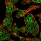 Immunofluorescent staining of human cell line Hep G2 shows localization to nucleoplasm & cytosol.
