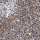 Immunohistochemical staining of human pancreas shows strong cytoplasmic positivity in exocrine glandular cells.