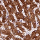 Immunohistochemical staining of human liver using Anti-EPHX1 antibody HPA048847.