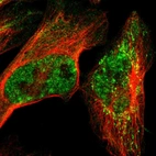 Immunofluorescent staining of human cell line U-2 OS shows localization to nucleoplasm & mitochondria.