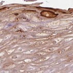 Immunohistochemical staining of human skin using Anti-RPTN antibody HPA030483.