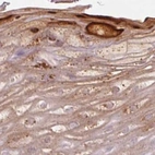 Immunohistochemical staining of human skin using Anti-RPTN antibody HPA030483.