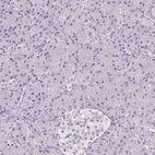 Immunohistochemical staining of human pancreas shows no positivity in exocrine glandular cells as expected.