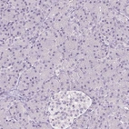 Immunohistochemical staining of human pancreas shows no positivity in exocrine glandular cells as expected.