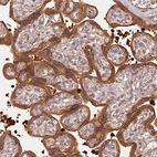 Immunohistochemical staining of human placenta shows strong membranous positivity in trophoblastic cells.