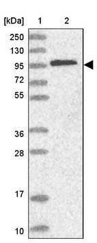 Lane 1: Marker [kDa] 250, 130, 95, 72, 55, 36, 28, 17, 10_br/_Lane 2: Human cell line RT-4