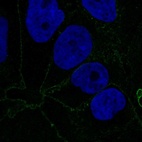Immunofluorescent staining of human cell line CACO-2 shows localization to plasma membrane & cell junctions.