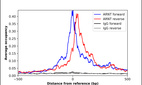ChIP-Exo-Seq composite graph for Anti-ARNT (HPA001759, Lot 000052970) tested in K562 cells. Strand-specific reads (blue: forward, red: reverse) and IgG controls (black: forward, grey: reverse) are plotted against the distance from a composite set of reference binding sites. The antibody exhibits robust target enrichment compared to a non-specific IgG control and precisely reveals its structural organization around the binding site. Data generated by Prof. B. F. Pugh´s Lab at Cornell University.