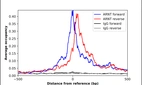 ChIP-Exo-Seq composite graph for Anti-ARNT (HPA001759, Lot 000052970) tested in K562 cells. Strand-specific reads (blue: forward, red: reverse) and IgG controls (black: forward, grey: reverse) are plotted against the distance from a composite set of reference binding sites. The antibody exhibits robust target enrichment compared to a non-specific IgG control and precisely reveals its structural organization around the binding site. Data generated by Prof. B. F. Pugh´s Lab at Cornell University.