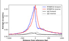 ChIP-Exo-Seq composite graph for Anti-MYBBP1A (HPA005466, Lot A117092) tested in K562 cells. Strand-specific reads (blue: forward, red: reverse) and IgG controls (black: forward, grey: reverse) are plotted against the distance from a composite set of reference binding sites. The antibody exhibits robust target enrichment compared to a non-specific IgG control and precisely reveals its structural organization around the binding site. Data generated by Prof. B. F. Pugh´s Lab at Cornell University.