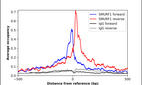 ChIP-Exo-Seq composite graph for Anti-SMURF1 (HPA019671, Lot R08386) tested in K562 cells. Strand-specific reads (blue: forward, red: reverse) and IgG controls (black: forward, grey: reverse) are plotted against the distance from a composite set of reference binding sites. The antibody exhibits robust target enrichment compared to a non-specific IgG control and precisely reveals its structural organization around the binding site. Data generated by Prof. B. F. Pugh´s Lab at Cornell University.