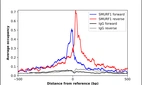 ChIP-Exo-Seq composite graph for Anti-SMURF1 (HPA019671, Lot R08386) tested in K562 cells. Strand-specific reads (blue: forward, red: reverse) and IgG controls (black: forward, grey: reverse) are plotted against the distance from a composite set of reference binding sites. The antibody exhibits robust target enrichment compared to a non-specific IgG control and precisely reveals its structural organization around the binding site. Data generated by Prof. B. F. Pugh´s Lab at Cornell University.