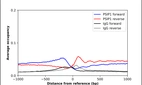 ChIP-Exo-Seq composite graph for Anti-PSIP1 (HPA019697, Lot 000021921) tested in K562 cells. Strand-specific reads (blue: forward, red: reverse) and IgG controls (black: forward, grey: reverse) are plotted against the distance from a composite set of reference binding sites. The antibody exhibits robust target enrichment compared to a non-specific IgG control and precisely reveals its structural organization around the binding site. Data generated by Prof. B. F. Pugh´s Lab at Cornell University.
