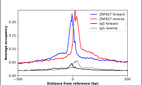 ChIP-Exo-Seq composite graph for Anti-ZNF827 (HPA021166, Lot 000038663) tested in K562 cells. Strand-specific reads (blue: forward, red: reverse) and IgG controls (black: forward, grey: reverse) are plotted against the distance from a composite set of reference binding sites. The antibody exhibits robust target enrichment compared to a non-specific IgG control and precisely reveals its structural organization around the binding site. Data generated by Prof. B. F. Pugh´s Lab at Cornell University.