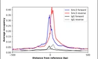 ChIP-Exo-Seq composite graph for Anti-SMC3 (HPA037411, Lot R34659) tested in K562 cells. Strand-specific reads (blue: forward, red: reverse) and IgG controls (black: forward, grey: reverse) are plotted against the distance from a composite set of reference binding sites. The antibody exhibits robust target enrichment compared to a non-specific IgG control and precisely reveals its structural organization around the binding site. Data generated by Prof. B. F. Pugh´s Lab at Cornell University.