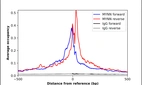 ChIP-Exo-Seq composite graph for Anti-MYNN (HPA045149, Lot R41267) tested in K562 cells. Strand-specific reads (blue: forward, red: reverse) and IgG controls (black: forward, grey: reverse) are plotted against the distance from a composite set of reference binding sites. The antibody exhibits robust target enrichment compared to a non-specific IgG control and precisely reveals its structural organization around the binding site. Data generated by Prof. B. F. Pugh´s Lab at Cornell University.