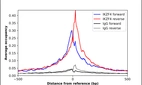 ChIP-Exo-Seq composite graph for Anti-IKZF4 (HPA046270, Lot 000047263) tested in K562 cells. Strand-specific reads (blue: forward, red: reverse) and IgG controls (black: forward, grey: reverse) are plotted against the distance from a composite set of reference binding sites. The antibody exhibits robust target enrichment compared to a non-specific IgG control and precisely reveals its structural organization around the binding site. Data generated by Prof. B. F. Pugh´s Lab at Cornell University.