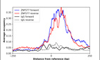 ChIP-Exo-Seq composite graph for Anti-ZNF577 (HPA046761, Lot R43813) tested in K562 cells. Strand-specific reads (blue: forward, red: reverse) and IgG controls (black: forward, grey: reverse) are plotted against the distance from a composite set of reference binding sites. The antibody exhibits robust target enrichment compared to a non-specific IgG control and precisely reveals its structural organization around the binding site. Data generated by Prof. B. F. Pugh´s Lab at Cornell University.
