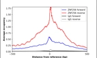 ChIP-Exo-Seq composite graph for Anti-ZNF256 (HPA055390, Lot R73645) tested in K562 cells. Strand-specific reads (blue: forward, red: reverse) and IgG controls (black: forward, grey: reverse) are plotted against the distance from a composite set of reference binding sites. The antibody exhibits robust target enrichment compared to a non-specific IgG control and precisely reveals its structural organization around the binding site. Data generated by Prof. B. F. Pugh´s Lab at Cornell University.