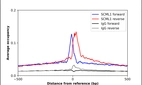ChIP-Exo-Seq composite graph for Anti-SCML1 (HPA061397, Lot R85959) tested in K562 cells. Strand-specific reads (blue: forward, red: reverse) and IgG controls (black: forward, grey: reverse) are plotted against the distance from a composite set of reference binding sites. The antibody exhibits robust target enrichment compared to a non-specific IgG control and precisely reveals its structural organization around the binding site. Data generated by Prof. B. F. Pugh´s Lab at Cornell University.