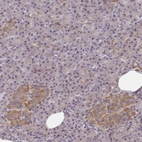 Immunohistochemical staining of human pancreas shows strong cytoplasmic granular positivity in islets of Langerhans.