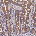 Immunohistochemical staining of human small intestine shows strong cytoplasmic granular positivity in glandular cells.