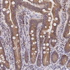 Immunohistochemical staining of human small intestine shows strong cytoplasmic granular positivity in glandular cells.
