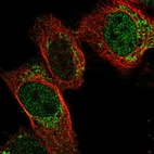 Immunofluorescent staining of human cell line U-2 OS shows localization to nucleoplasm & mitochondria.