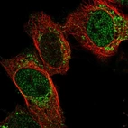 Immunofluorescent staining of human cell line U-2 OS shows localization to nucleoplasm & mitochondria.