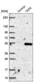 Western blot analysis in control (vector only transfected HEK293T lysate) and TAF8 over-expression lysate (Co-expressed with a C-terminal myc-DDK tag (~3.1 kDa) in mammalian HEK293T cells, LY408568).