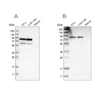 Western blot analysis using Anti-THOC1 antibody HPA019687 (A) shows similar pattern to independent antibody HPA019096 (B).