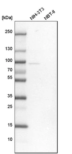 Western blot analysis in mouse cell line NIH-3T3 and rat cell line NBT-II.