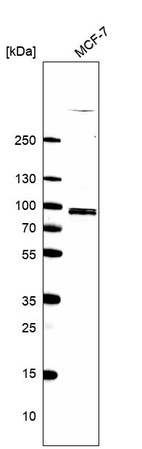 Western blot analysis in human cell line MCF-7.